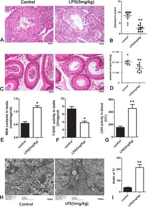 Antimicrobial Peptide MPX Shows Promise Against Male Infertility