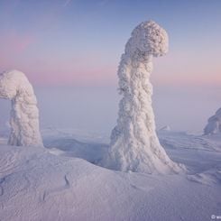 Sentinels of the Arctic