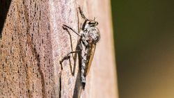 Suikastçi Sinekler (Asilidae)