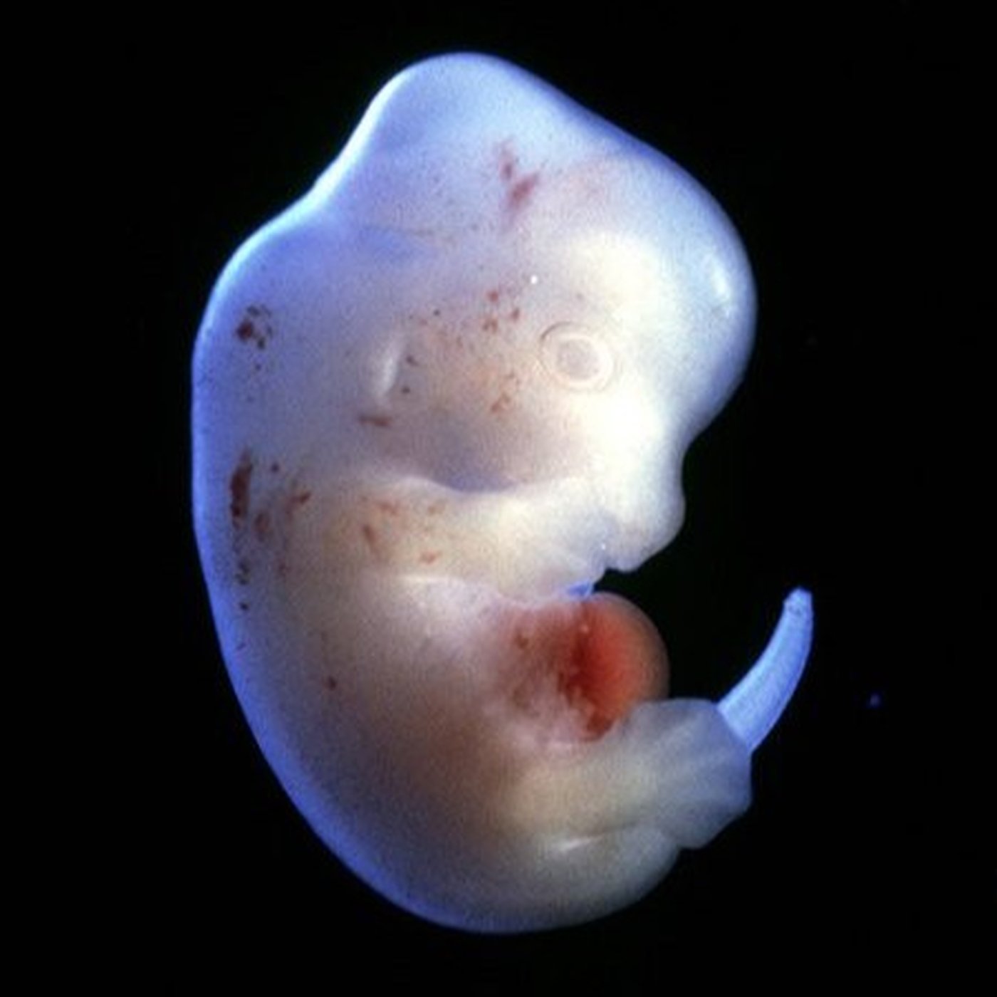 Evrim Ağacı ile Bilime Dair Her Şey!