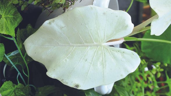 Tam albino bitki