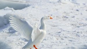 Improved Snow Goose Algorithm Revolutionizes Optimization Techniques