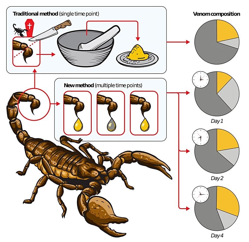 Yukarıda görülen kesim ve ezme işlemi akrep zehrinin sağılmasına kullanılan geleneksel yöntemdir. Artık bir çok modern enstitü bu şekilde sağım yapmamaktadır.