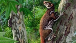 New Skeleton Of Mixodectes Pungens Reveals Arboreal Adaptations