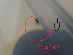 Bu örümceğin türü ne bilen var mı?