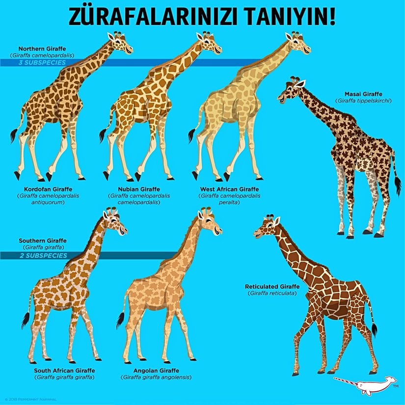 Zürafa alt türleri ve desenleri