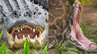 Alligator Alcatraz in Florida: Are Everglades gators, pythons a danger to humans?