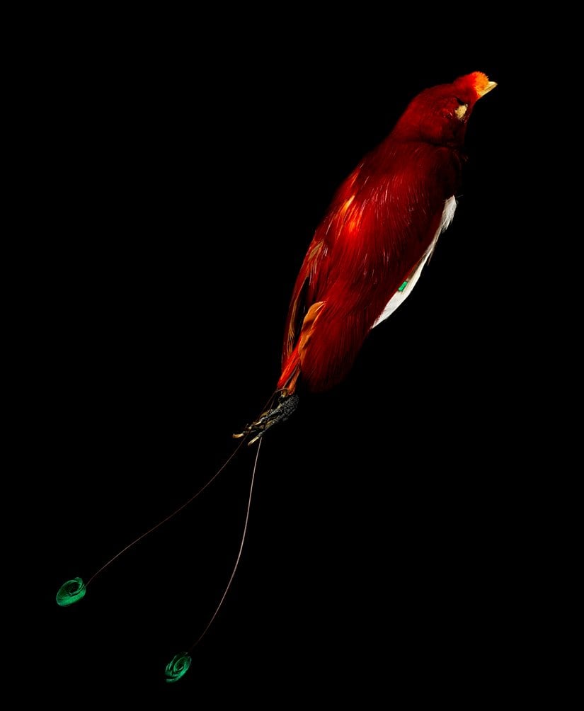 Büyük bir erkek Cennet kuşu