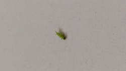 Yazın evde sürekli karşıma çıkan ve çok hızlı hareket eden bu böceğin adı ne?