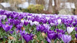 Spring Officially Begins March 20, 2025, At 10:01 AM CET