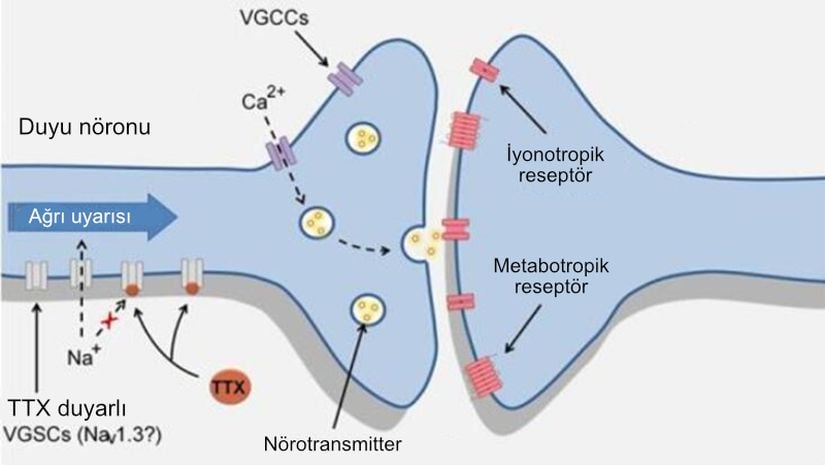 Duyu nöronu ve TTX ilişkisi.