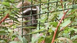 Hayvan Etiği ile İlgili Okumanız Gereken 20 Kitap
