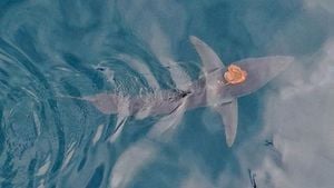 Unexpected Encounter: Maori Octopus Rides Shark In New Zealand