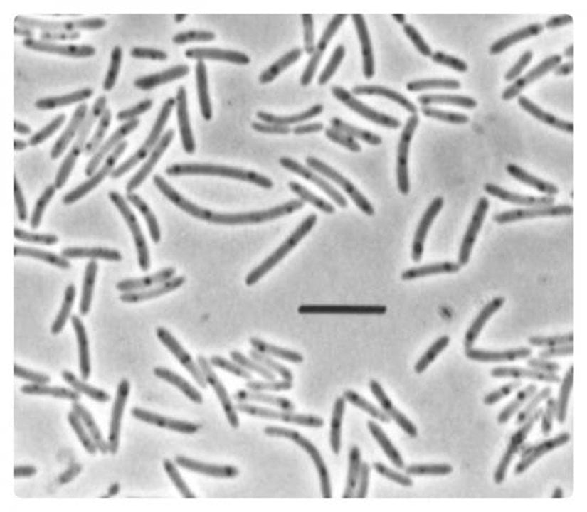 Heliobacteria