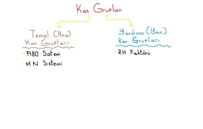 Kan Grupları Şematiği