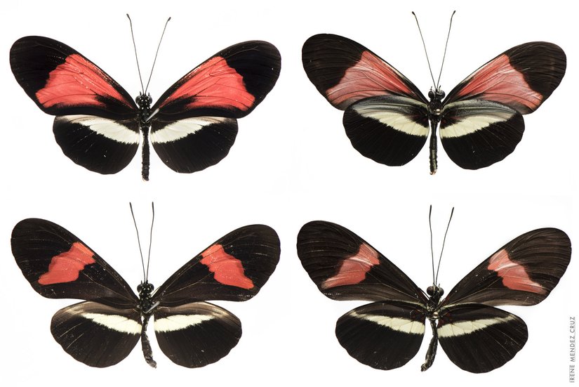 Heliconius