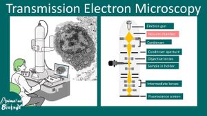 Revolutionary Technique Maps Nanoscale Magnetism And Strain Simultaneously