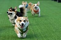 Little Legs, Big Dreams: More Than 100 Teams Compete in Lithuania’s International Corgi Race