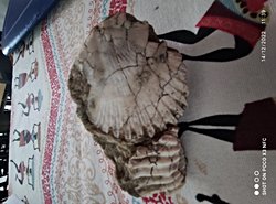 Bu fosilin parasal değeri var mıdır?