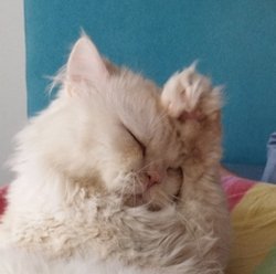 Sizce kediler gerçekten nankör müdür?