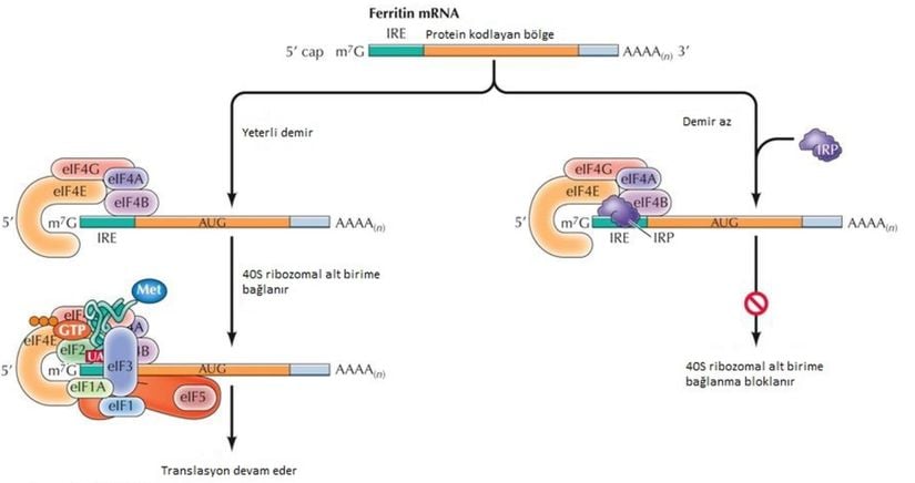 Ferritinin Translasyonel Düzenlenmesi: mRNA’nın 5’Kep bölgesinin yakınında demir yanıt elemanı (IRE) bulundurur. Yeterli demir varlığında mRNA'nın translasyonu normal ilerler. Eğer demir yetersiz ise demir düzenleyici protein (IRP) adı verilen bir protein IRE’e bağlanır, mRNA’nın 40S ribozomal alt birime bağlanmasını engelleyerek translasyonu durdurur.