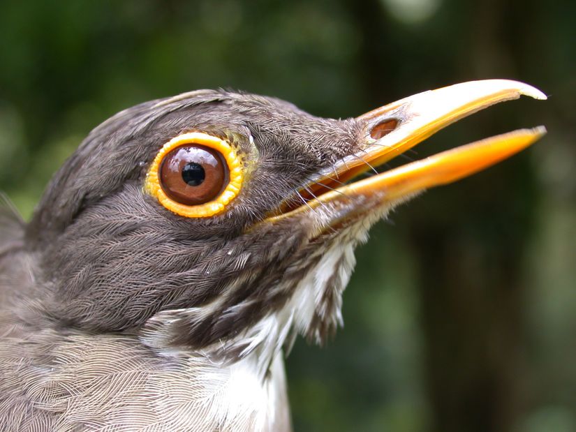 Ak gerdanlı ardıç (Turdus assimilis).