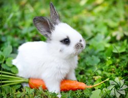Tavşanlar ve Papağanlar gerçekten kafalarını çevirmeden arkalarını görebiliyor mu? Eğer yapabiliyorlarsa nasıl?