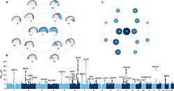 Yeni Çalışma İnsan Kafa Şeklinin Genetiğini Ortaya Koyuyor.