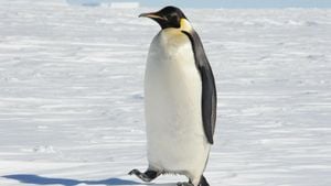 Kaiserpinguin Stürzt An Exotischen Strand Von Australien