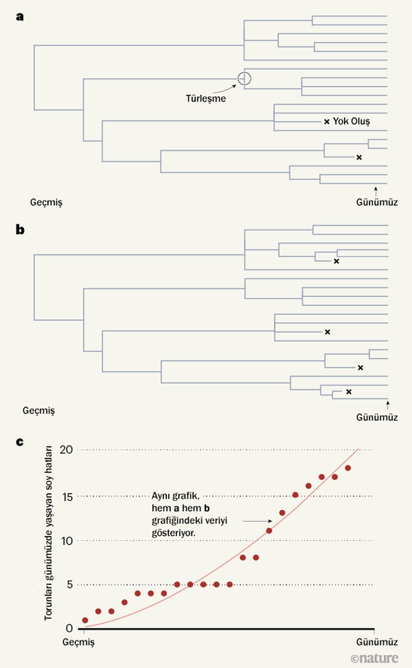 Evrimsel geçmişleri incelemek. Louca ve Pennell, türlerin geçmişteki türleşme oranlarına ve yok olma oranlarıyla ilgili standart bir yaklaşıma yönelik sorular getirmektedir. Günümüzdeki tür sayısı, geçmişte türleşme ve yok olma oranlarının zaman içinde nasıl değiştiğine bağlıdır. Matematiksel modellemeler kullanan yazarlar, herhangi bir sonuca ulaşmak için sonsuz kombinasyonda türleşme ve yok olma oranı kullanabileceklerini göstermişlerdir. Dolayısıyla gerçek oranların ne olduğunu tespit etmenin yolu net değildir. Şekil 1-a ve 1-b: Bilinen yok oluş örnekleri nadirdir ve burada, farklı yok olma ve türleşme oranlarına sahip iki hipotetik ağaç diyagramının nasıl aynı zaman içindeki soy hattı grafiğine ulaşmakta kullanılabileceği gösterilmektedir. Şekil 1-c Bir ağaç diyagramından alınan bilgi, zaman içinde soy hattı grafiğine dönüştürülebilir. Burada, kırmızı noktalar, herhangi bir zamanda, günümüze kadar soy hattı gelecek olan soy sayısını göstermektedir. Bu eğrinin eğimi, türleşme oranı ile yok olma oranı arasındaki farkı vermektedir. Bu grafik, farklı türleşme ve yok olma oranlarına sahip olmalarına rağmen her iki evrim ağacı için de geçerlidir. Bu durum, yazarların farklı veri girdilerinin birebir aynı zaman içindeki soy hattı grafiğini verebildiği iddiasını doğrulamaktadır.