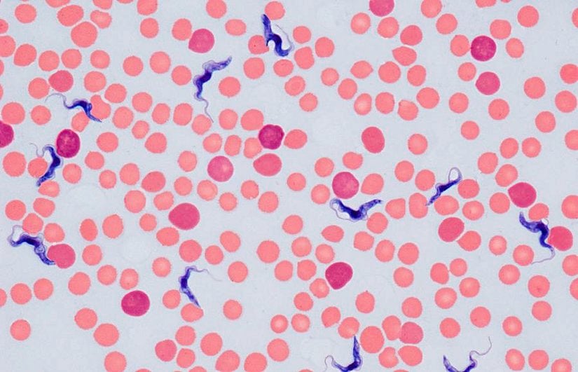 Işık mikroskobu altında Trypanosoma cinsinin görünümü.