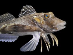 Deniz Bülbülleri: Bacaklarıyla Hem Yürüyen Hem de Avlarının Tadına Bakan Balıklar.