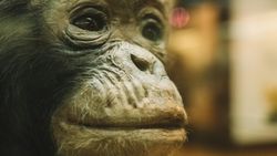 Otizm'in, Neandertal Gen Varyantından türediğine dair kanıtlar