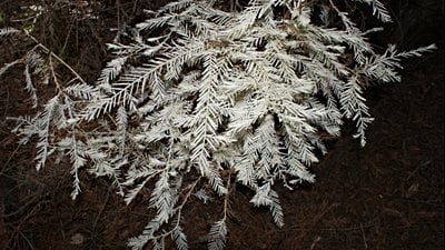 Bitkilerde Albinizm ve Parazitlik: Hem 