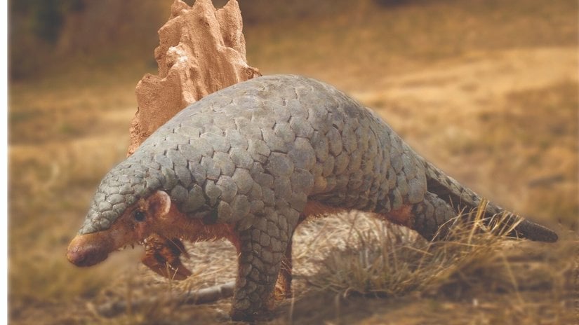 Himalaya Pangolini, 19. Yüzyıldan Kalma DNA Sayesinde Ayrı Bir Tür Olarak Tescillendi!