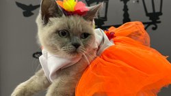 Kedi sahiplerinin kedi besleme gereksinimi