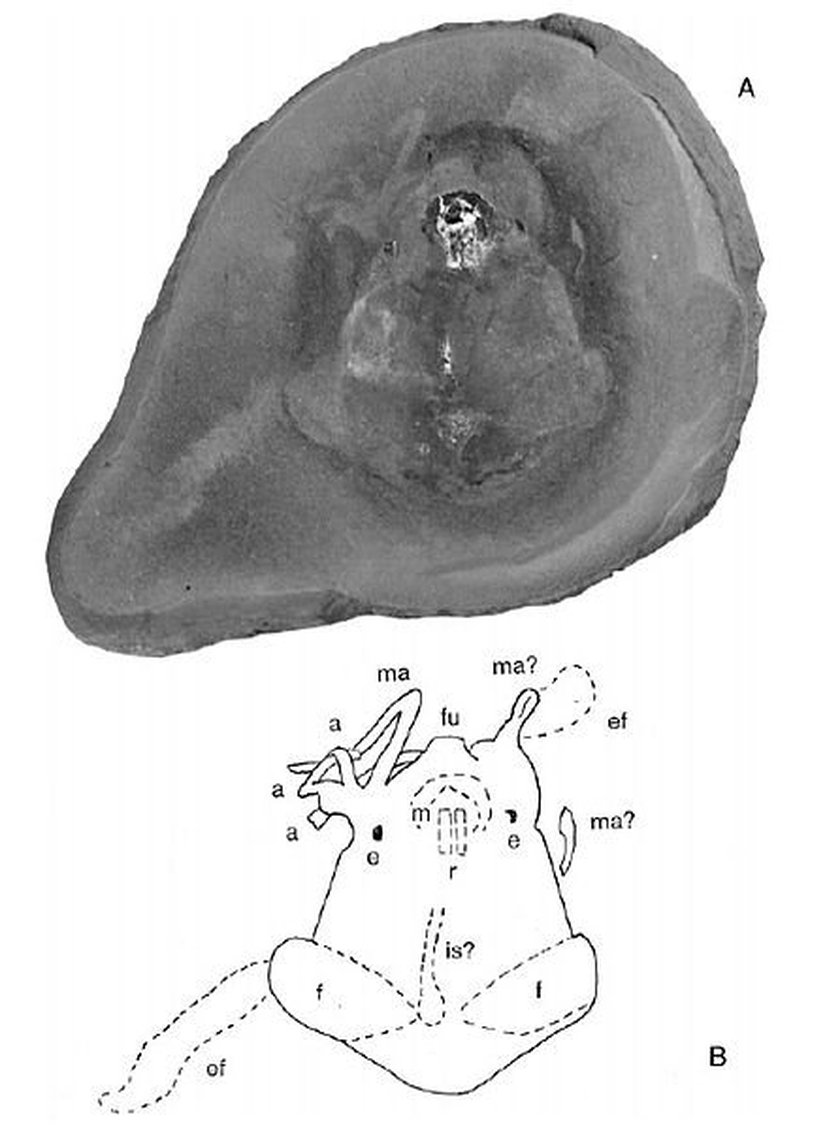 Pohlsepia mazonensis