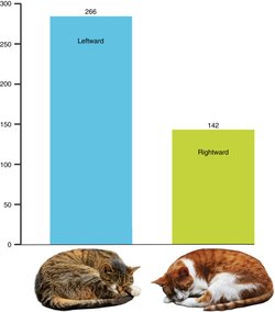Kediler Neden Sol Taraflarına Yatarak Uyurlar? Uluslararası Araştırma Evrimsel Bir Hayatta Kalma Stratejisini Ortaya Koydu.