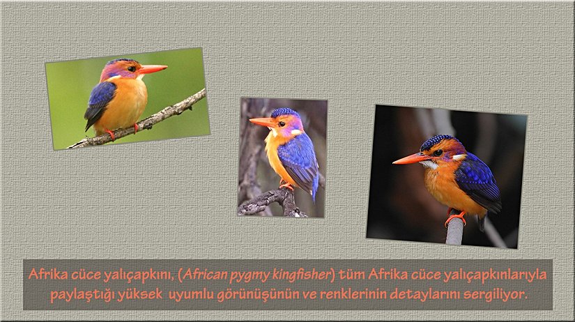 Afrika cüce yalıçapkını