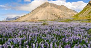 Alpine Vegetation Strategies Reveal Risks Of Degradation Amid Environmental Stress