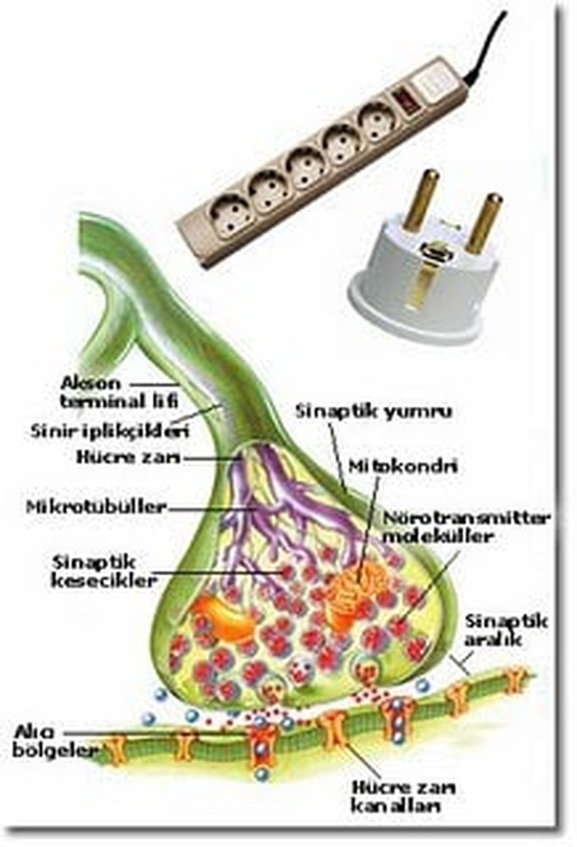 Sinirler Arası Biyokimyasal İletim
