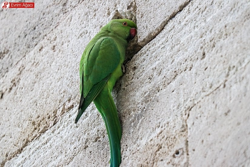 Ayasofya Camii'deki dişi birey.