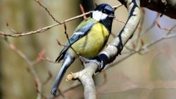 Büyük baştankara (Parus major)