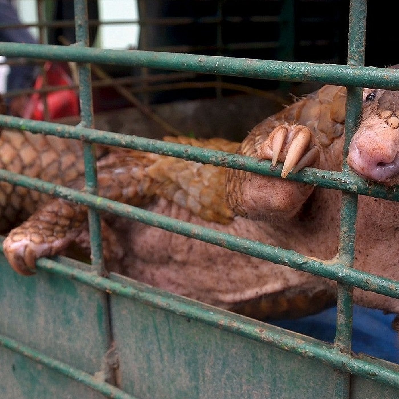 Evrim Ağacı ile Bilime Dair Her Şey!