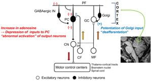 Cerebellar Output Neurons Influence Motor And Cognitive Behaviors