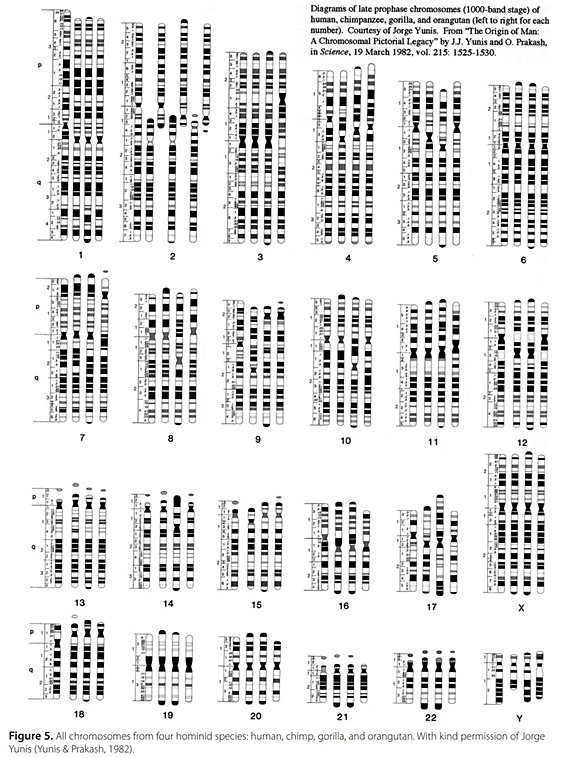İnsan, şempanze, goril ve orangutan kromozomlarını yan yana kıyaslamak mümkündür. 2. kromozom haricinde her birinin kusursuz bir şekilde örtüştüğüne dikkat ediniz.