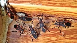 Bazı Böcekler, Hava Değişimlerini Hissediyor ve Buna Göre Cinsel Aktivitelerini Değiştiriyor Olabilir!