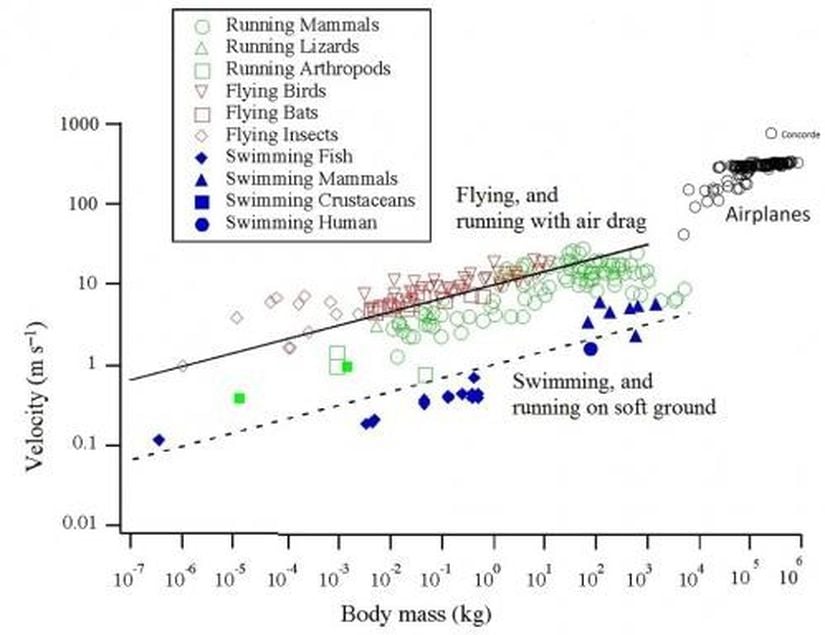 Bu tablo hayvanların kütlelerinin hızlarına oranın uçaklarla nasıl aynı genel kurallara uyduğunu göstermektedir. Tarihi gidişat içerisinde Concorde'un nasıl da dışarıda kaldığına dikkat ediniz.