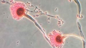 Killer Fungus Threatens Millions In Europe As Climate Changes