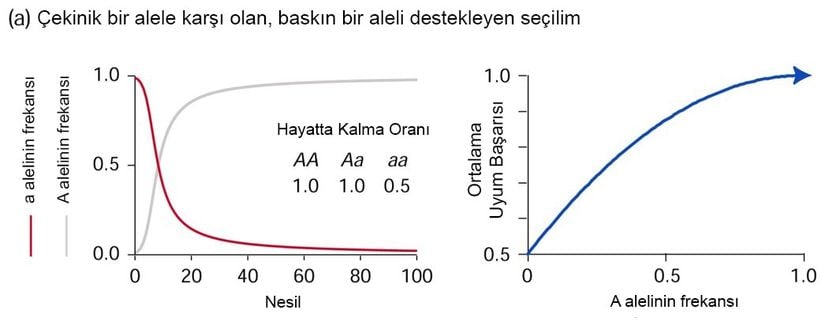 Bu grafikte görmemiz gereken ilk şey, hayatta kalma oranının homozigot çekinik için diğer genotiplerin yarısı kadar olmasıdır. Dolayısıyla A aleli için (baskın olan alel için) pozitif seçilim baskısı olduğu görülebilir. Bu da, soldaki grafikten görülebilmektedir. A alelinin frekansı S şeklinde artarken, a alelinin frekansı S'ye benzer bir şekilde azalmaktadır. Ancak ne olursa olsun, her bir basamakta ortalama uyum başarısı hesaplanacak olursa, bu uyum başarısı artacaktır. Yukarıda yaptığımız hesaba geri dönerek ῶ değerinin değişimine göz atacak olursanız, her zaman arttığını görebilirsiniz.